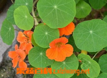 旱金莲的功效与作用