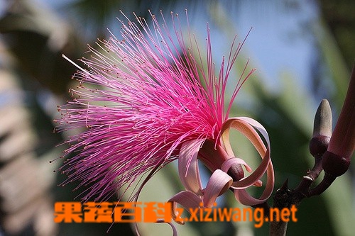龟纹木棉的功效与作用