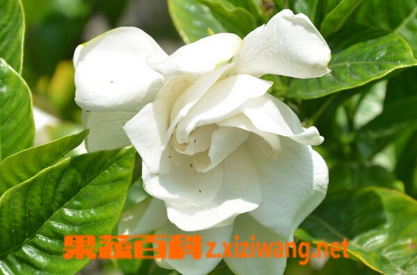 栀子花如何养殖 栀子花冬季养殖方法