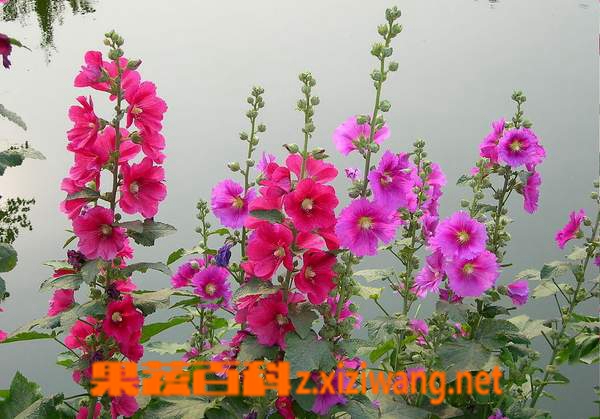 蜀葵的功效和作用