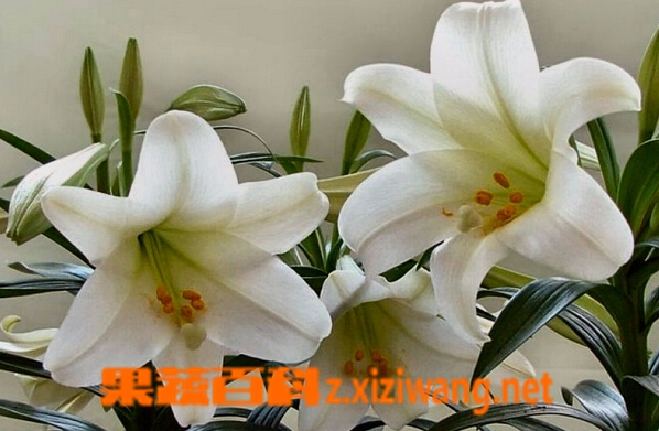 百合花种类及图片