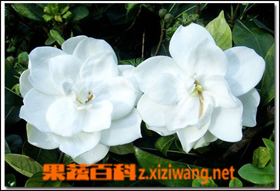 葱莲的功效与作用