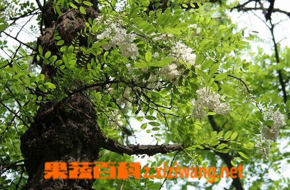 刺槐的功效与作用