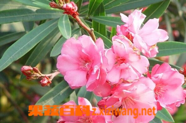 夹竹桃的功效与作用