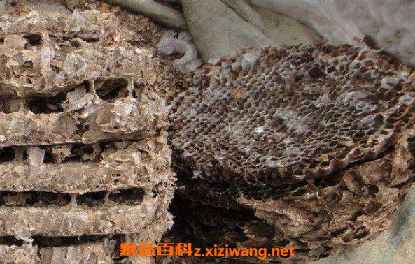 蜂房的功效与作用 蜂房的食用方法
