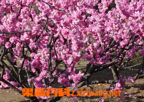 矮樱的功效与作用