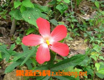 人参花怎么吃比较好 人参花吃法