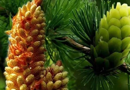 松花粉是什么 松花粉的副作用