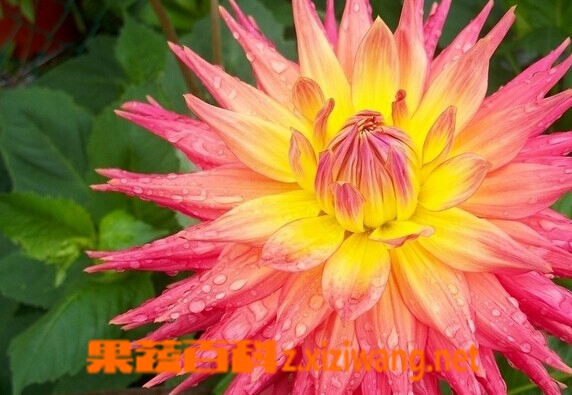 大理花的功效与作用