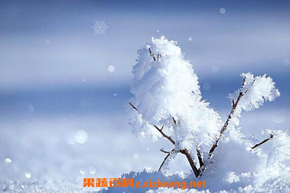 雪的功效与作用 雪的用途有哪些