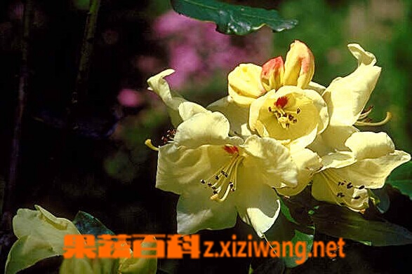黄杯杜鹃的功效与作用