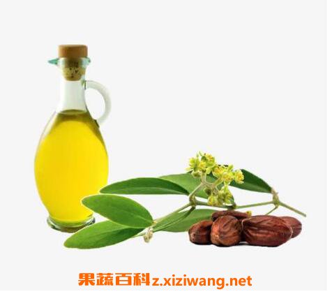 荷荷巴油的功效与作用