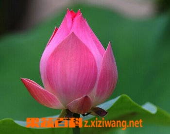 荷花的功效与作用