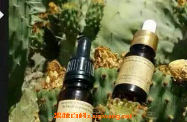 仙人掌精油的功效与作用
