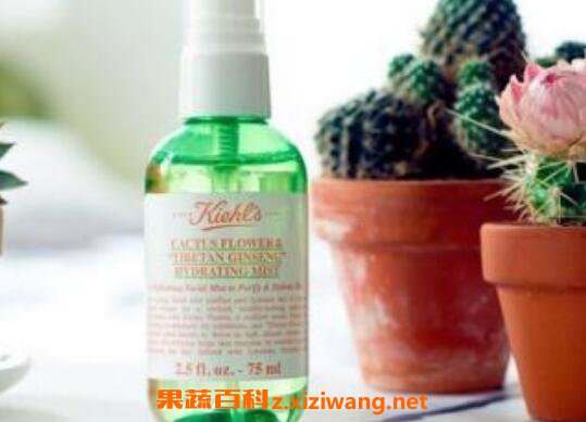 仙人掌精油的功效与作用
