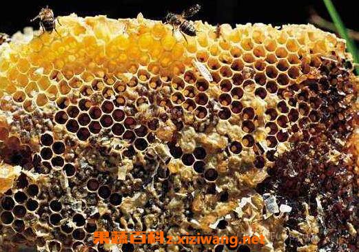 蜜蜂夏季养殖注意有哪些事项 夏季蜜蜂养殖的注意事项