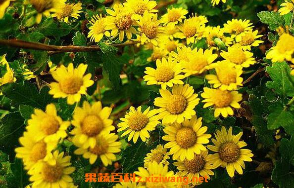 野菊精油的功效与作用 野菊精油的药用价值