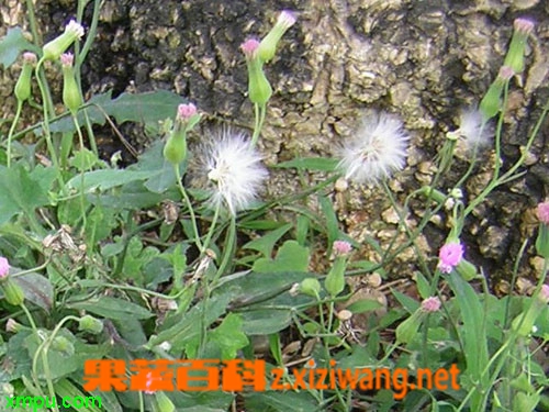 紫背草的功效与作用