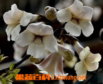 泡桐花的功效与作用