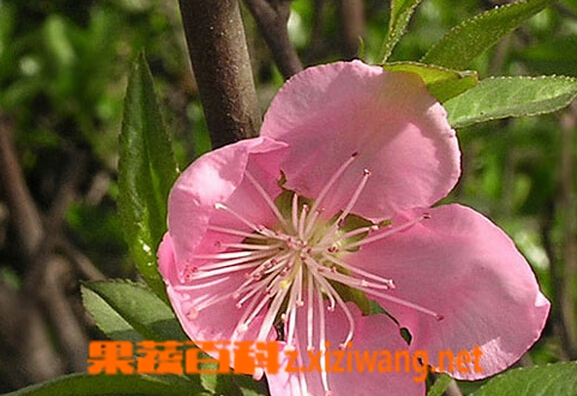 山桃花的功效与作用