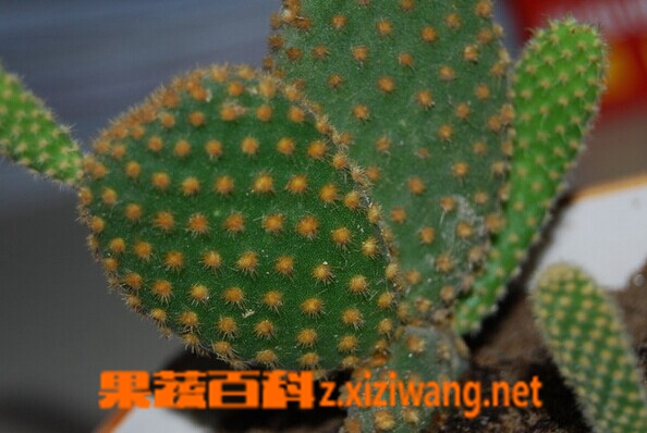 黄毛掌的功效与作用