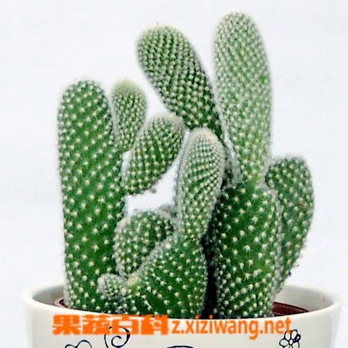 鬼角子的功效与作用