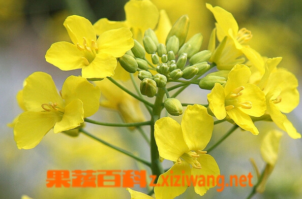 油菜花的功效与作用