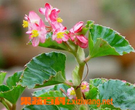 四季秋海棠的功效与作用