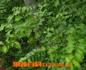 山指甲的功效与作用