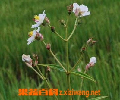 白蚂蚁花的功效与作用