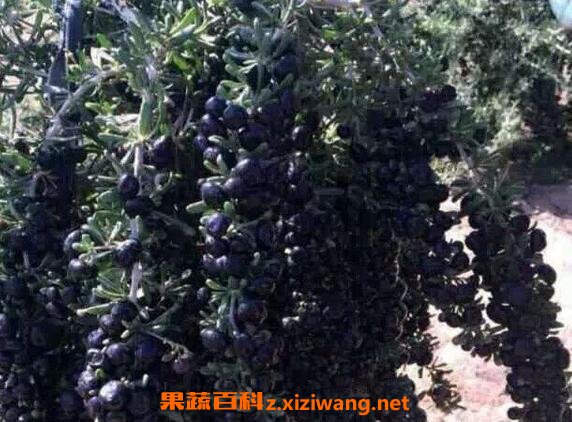 黑枸杞泡酒的功效