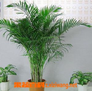 散尾葵的养殖方法