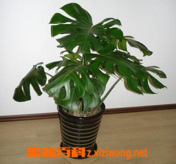 龟背竹的功效与作用