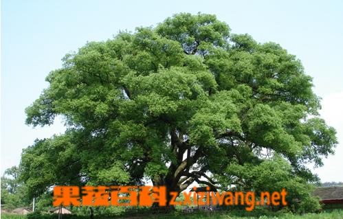 樟木的功效与作用
