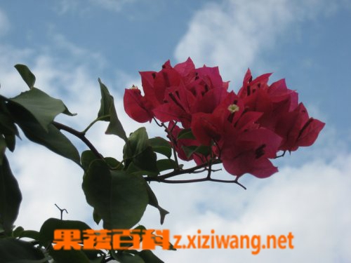 三角花(三角梅)的功效与作用