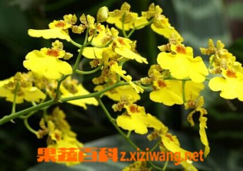 文心兰的功效与作用