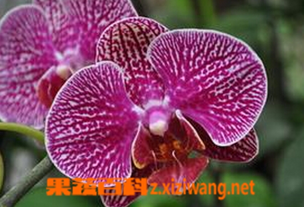 蝴蝶兰的养殖方法 养殖蝴蝶兰的注意事项