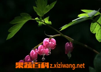 荷包牡丹的功效与作用