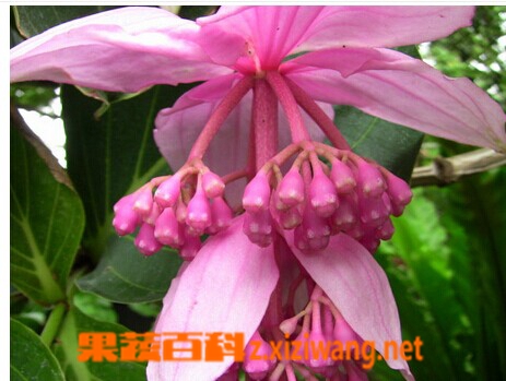 宝莲花的功效与作用