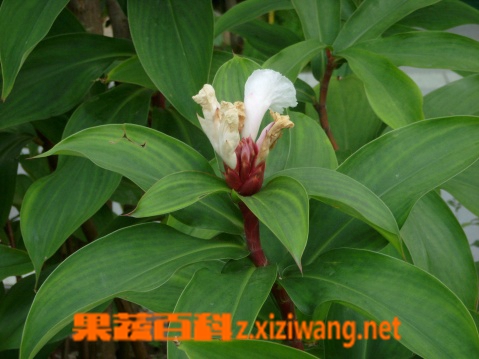 闭鞘姜的功效与作用