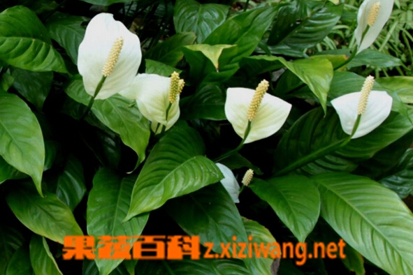 白掌的功效与作用