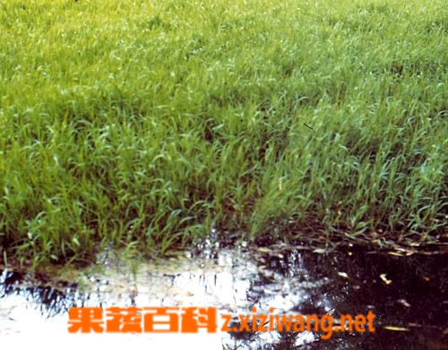 双穗雀的功效与作用