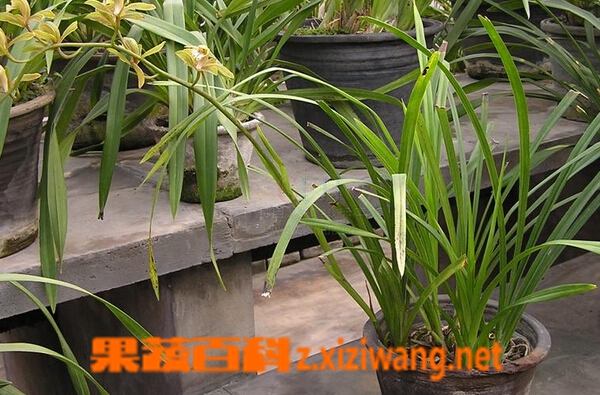 长叶兰的功效与作用