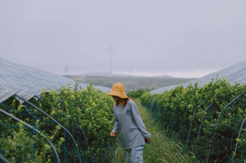 蓝莓一天吃几颗对眼睛好 蓝莓吃多了会怎么样