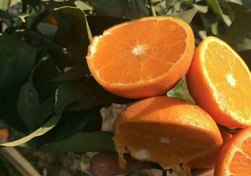 沃柑在四川能种植吗 和无核沃柑的区别