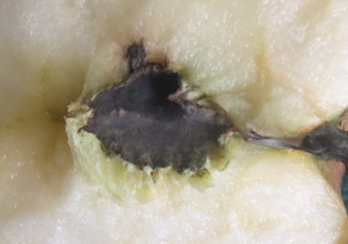 苹果核里面有蜘蛛网一样的东西 为什么不能给狗吃
