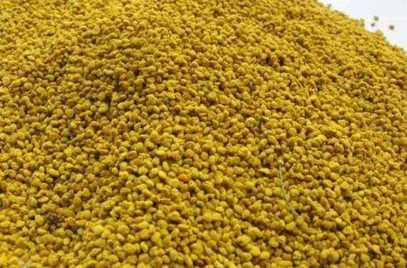 油菜花粉怎么吃效果好 油菜花粉的食用方法教程