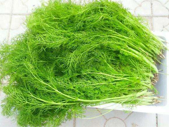 茴香菜怎么做好吃 新鲜茴香菜的家常做法教程