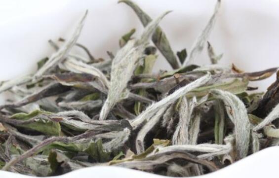 月光白茶的功效与作用 月光白茶是什么茶