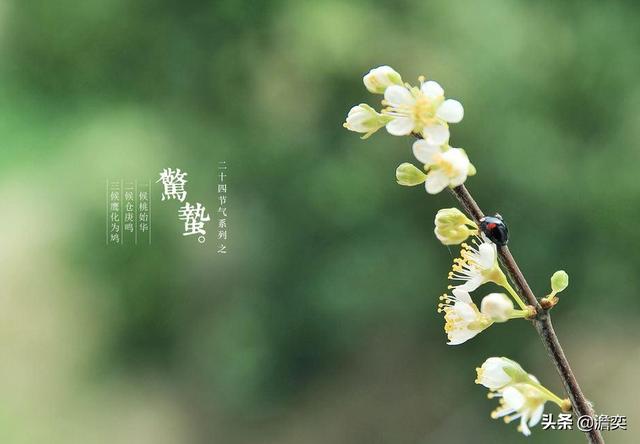 今天听到一句古话:惊蛰不冻虫,寒到五月中,这句话是什么意思?有道理吗?